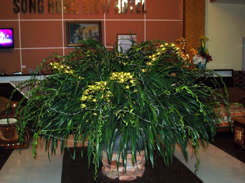 Chậu địa lan Trầm Mộng 103 nhánh bán giá 70 triệu đồng - ảnh 1