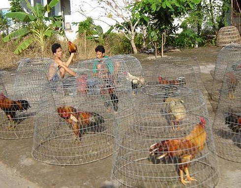 Nuôi gà nòi hốt bạc mùa Tết - ảnh 1