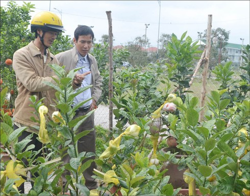 Vườn hoa, cây cảnh quý hiếm, độc nhất vô nhị của bác Cách - ảnh 1