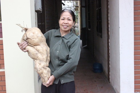 Xôn xao hiện tượng củ đậu nặng gần 15 kg - ảnh 1