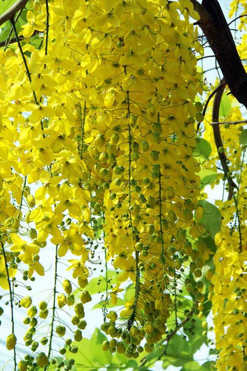 Sài Gòn mùa hoa bò cạp vàng - ảnh 5