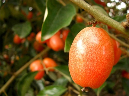 Tháng Ba mùa nhót chín - ảnh 1
