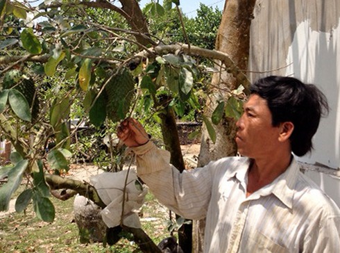 Hậu Giang: Thương lái