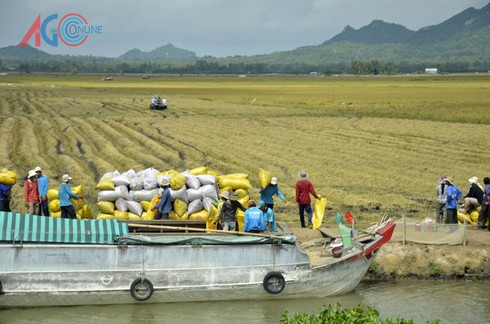 “Chạy đồng” mưu sinh... - ảnh 1