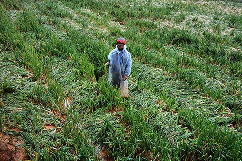 Nông dân méo mặt vì lốc xoáy kèm mưa đá - ảnh 4