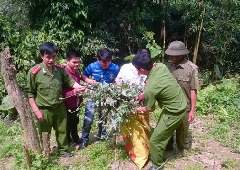 Cao Bằng: Phát hiện, phá nhổ 200 cây thuốc phiện - ảnh 1
