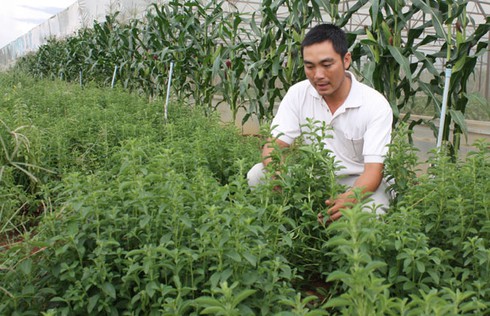 Trồng cỏ ngọt lãi 1,6 triệu đồng/sào - ảnh 1