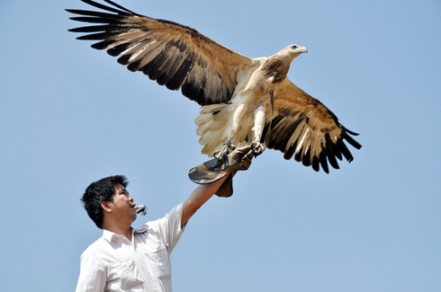 Kỳ công huấn luyện “chúa tể bầu trời” - ảnh 1