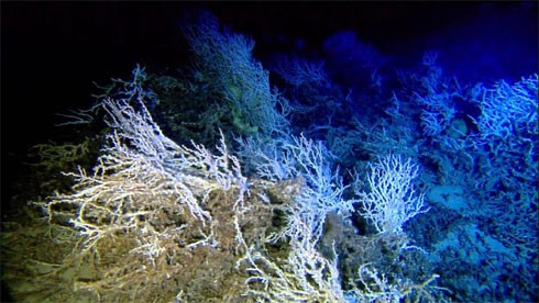 10 điều bí ẩn dưới đáy đại dương gây sốc - ảnh 9