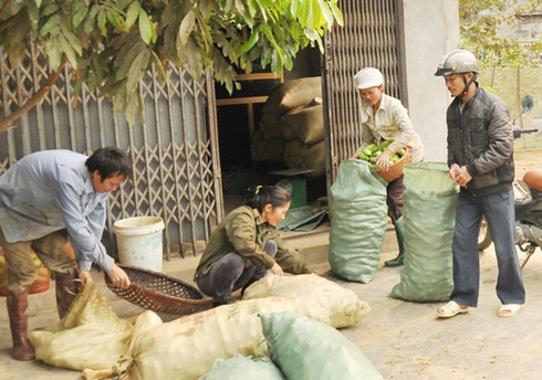 Bát Xát: Người dân thu gần 10,5 tỷ đồng từ dưa chuột - ảnh 1