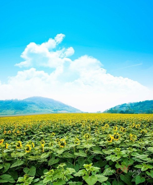 Mênh mông ‘hoa nắng’ xứ Nghệ - ảnh 1