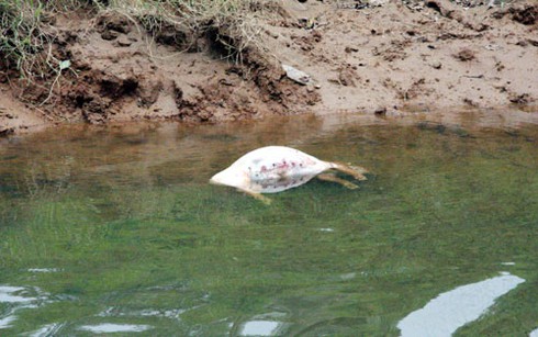 Xác súc vật vứt bừa bãi - ảnh 1