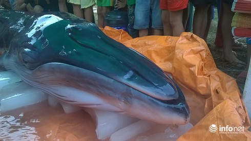 Cá voi xanh nặng hơn nửa tấn trôi vào bờ biển Thanh Hóa - ảnh 1