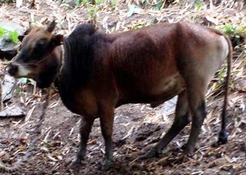 Đề nghị giám định ADN cho bò - ảnh 1