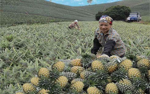 Mỗi ha dứa lãi hơn 100 triệu đồng - ảnh 1
