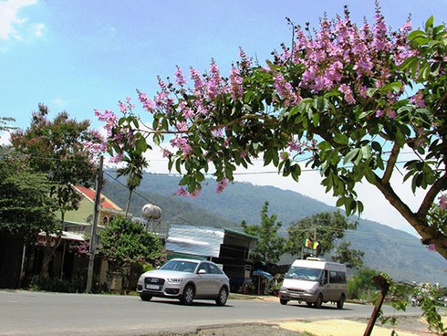 Mùa bằng lăng tím đã về - ảnh 1