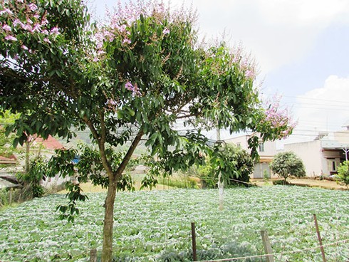 Mùa bằng lăng tím đã về - ảnh 3