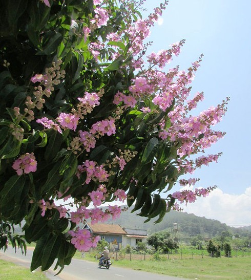 Mùa bằng lăng tím đã về - ảnh 2