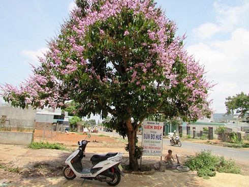 Mùa bằng lăng tím đã về - ảnh 4