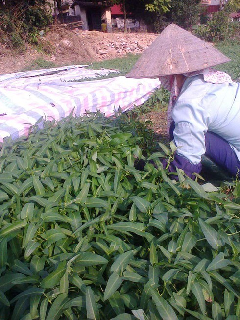 Rau muống để tủ lạnh vẫn dài ra cả gang tay - ảnh 1