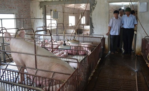 Sản phẩm “Lợn sạch Tân Yên” được công nhận nhãn hiệu hàng hóa - ảnh 1