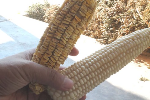 Bắp không râu, rầu tím ruột - ảnh 1