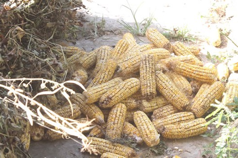 Bắp không râu, rầu tím ruột - ảnh 2