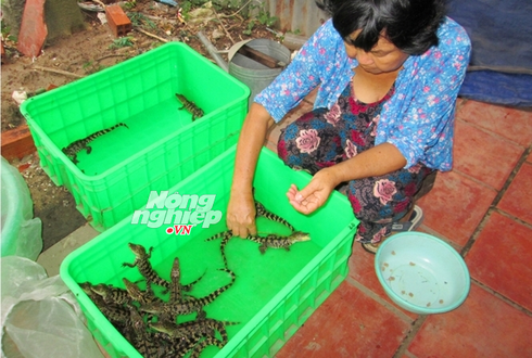 Cá sấu giống tăng giá kỷ lục - ảnh 1