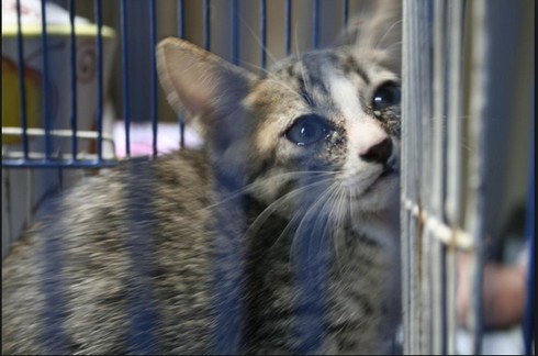 Mất mèo... - ảnh 1