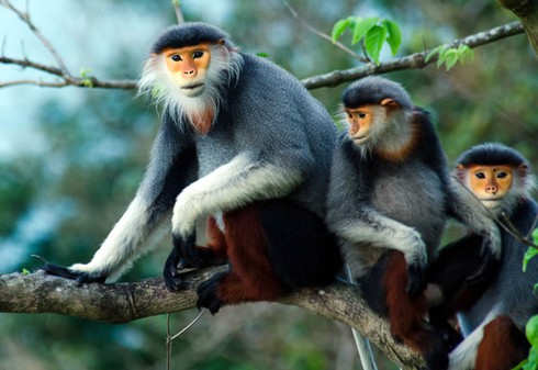 Cẩn trọng với ý tưởng tour du lịch ngắm Voọc ở Sơn Trà, Đà Nẵng - ảnh 1