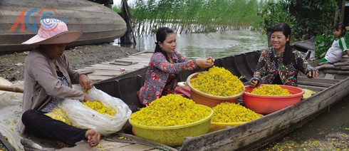 Bông điên điển nghịch mùa - ảnh 1