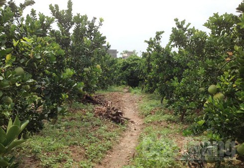 Để bưởi Diễn ngọt thơm trên đất Lục Ngạn - ảnh 1