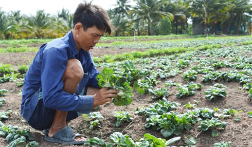 Mua nhầm giống cải, nông dân thiệt hại nặng - ảnh 1