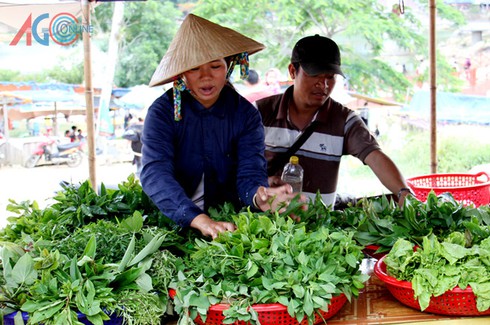 Đi hái rau rừng, 10 ngày được 1 chỉ vàng - ảnh 1