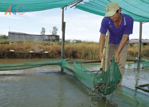 Cá lóc giống gặp khó - ảnh 1