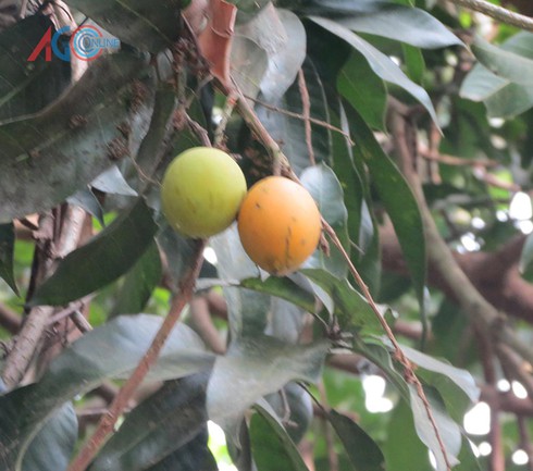 Độc đáo trái cây rừng Bảy Núi - ảnh 1