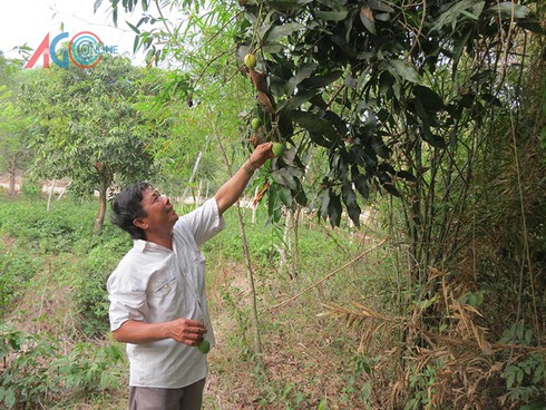 Độc đáo trái cây rừng Bảy Núi - ảnh 2