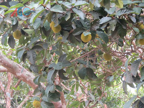 Độc đáo trái cây rừng Bảy Núi - ảnh 3