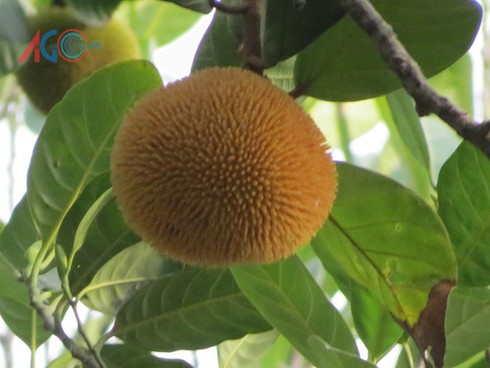 Độc đáo trái cây rừng Bảy Núi - ảnh 4