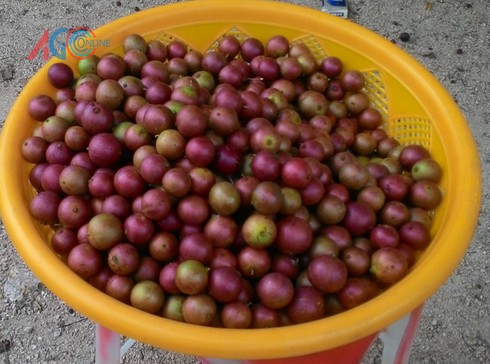Độc đáo trái cây rừng Bảy Núi - ảnh 5