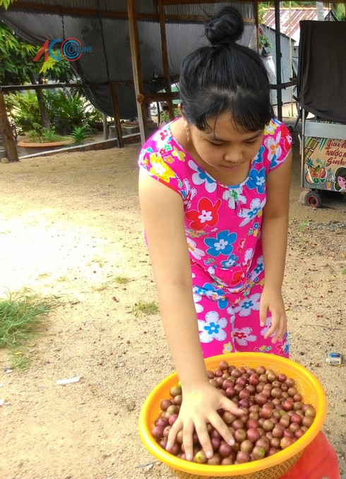 Độc đáo trái cây rừng Bảy Núi - ảnh 6