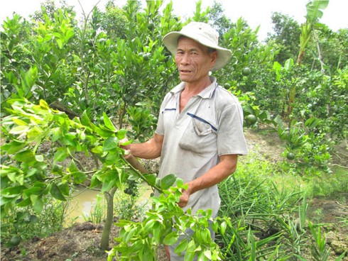 Thấy lãi trăm triệu, nông dân ồ ạt đốn quýt để trồng gừng - ảnh 1