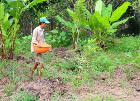 Thấy lãi trăm triệu, nông dân ồ ạt đốn quýt để trồng gừng - ảnh 2