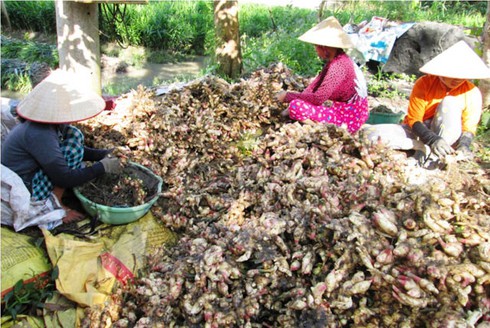 Thấy lãi trăm triệu, nông dân ồ ạt đốn quýt để trồng gừng - ảnh 4