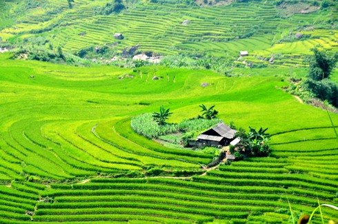 Mùa vàng ở Sàng Ma Sáo - ảnh 3