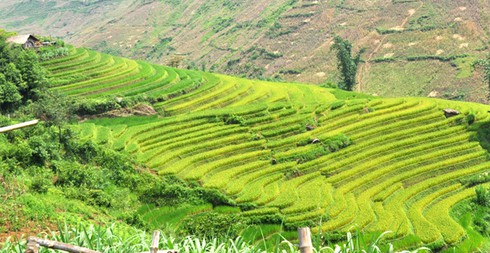 Mùa vàng ở Sàng Ma Sáo - ảnh 8