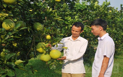 Trồng bưởi Diễn thu hàng trăm triệu đồng mỗi năm - ảnh 1