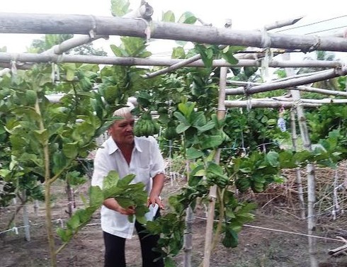 Cây phật thủ trên đất Tây Ninh - ảnh 1