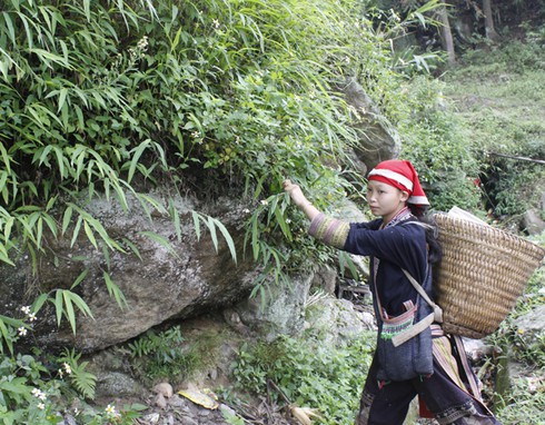 Lên non “săn” cỏ - ảnh 1