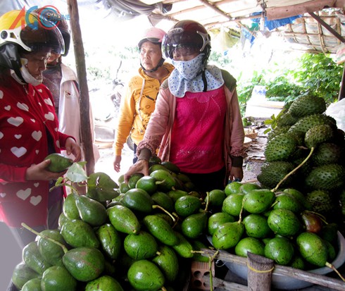An Giang: Trái cây đặc sản vùng Bảy Núi - ảnh 1